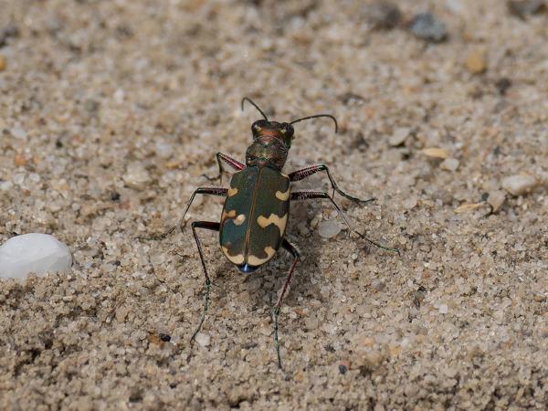 Basterdzandkever (Cicindela hybrida)